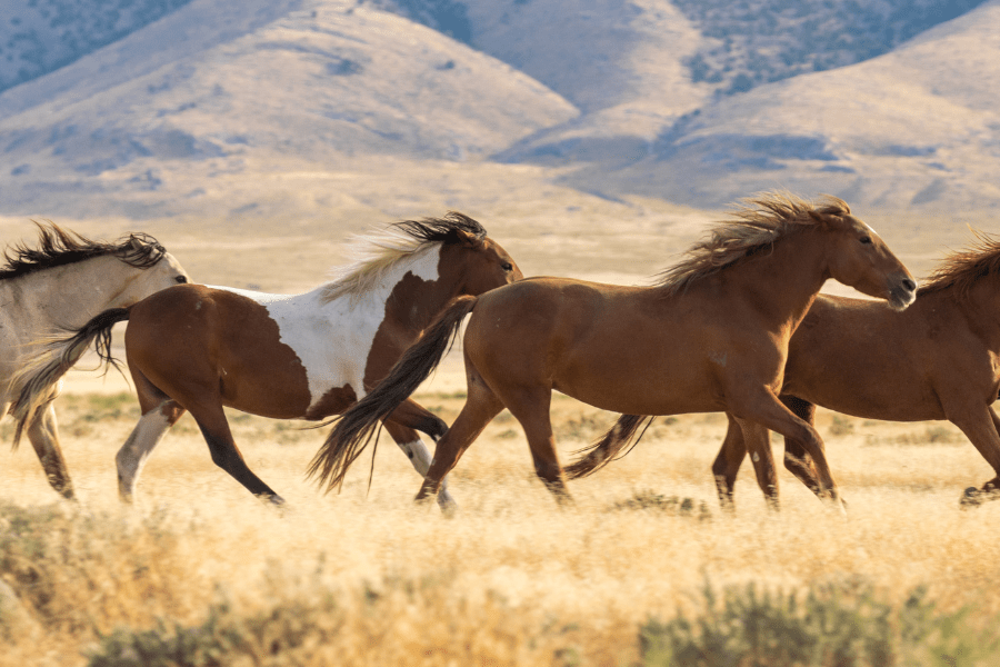 Adopt a Feral&nbsp;Horse!